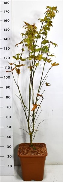 Acer pal. 'Summer Gold'