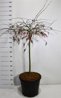 Acer pal. 'Tamukeyama'