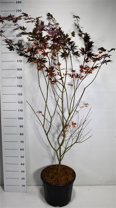 Acer pal. 'Trompenburg'