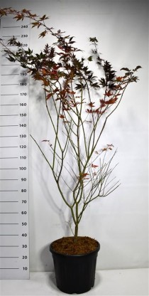 Acer pal. 'Trompenburg'