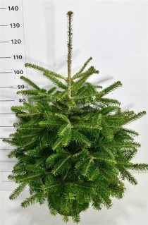 Abies nordmanniana