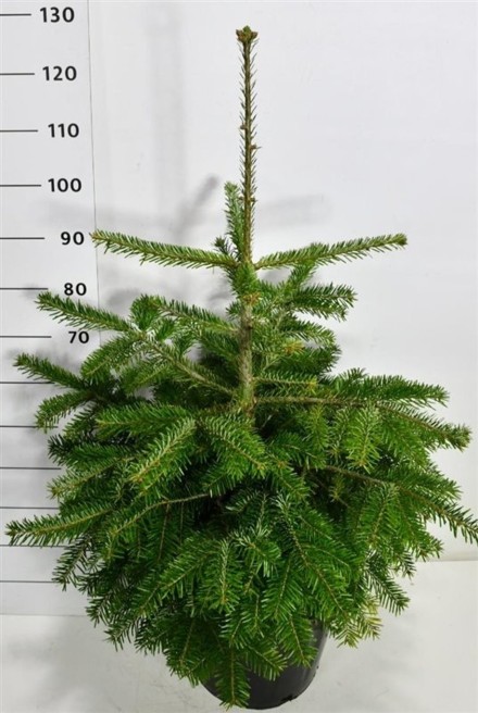 Abies nordmanniana
