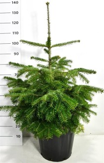 Abies nordmanniana