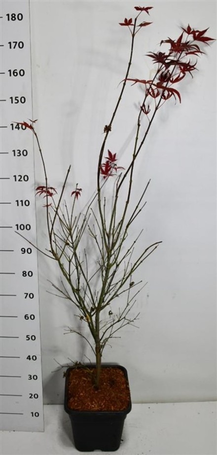 Acer pal. 'Atropurpureum'