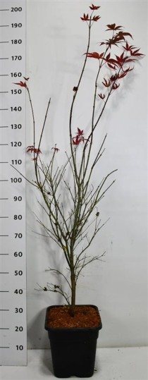 Acer pal. 'Atropurpureum'