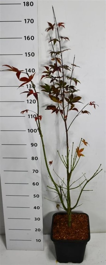 Acer pal. 'Osakazuki'