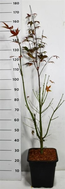 Acer pal. 'Osakazuki'