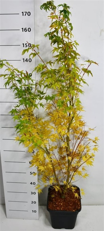 Acer pal. 'Sangokaku'