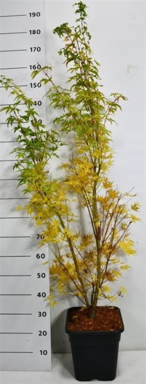 Acer pal. 'Sangokaku'