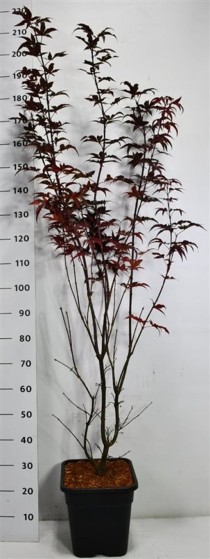 Acer pal. 'Twombly's Red Sentinel'