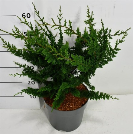 Chamaecyparis o. 'Teddy Bear'