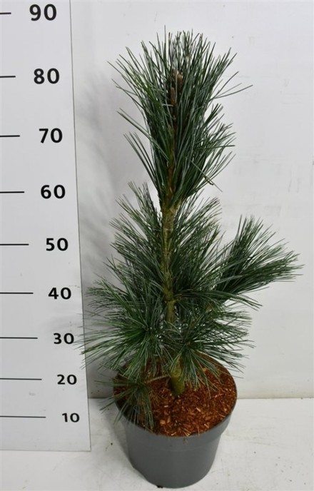 Pinus flex. 'Vanderwolf's Pyramid'