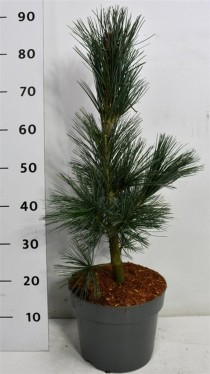 Pinus flex. 'Vanderwolf's Pyramid'