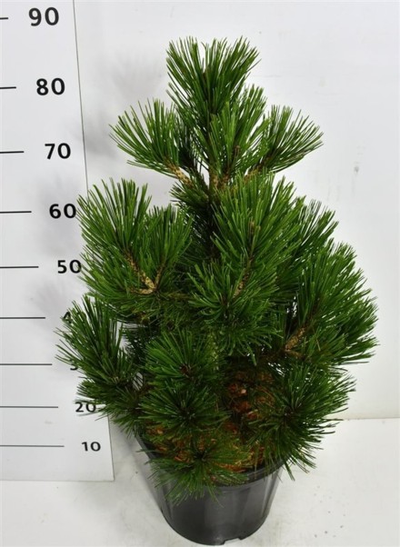 Pinus heldreichii 'Little Dracula'