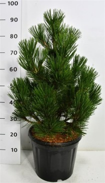 Pinus heldreichii 'Little Dracula'