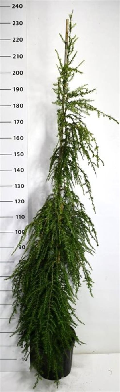 Tsuga can. 'Pendula'