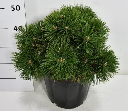 Pinus mugo 'Green Pearl'