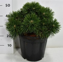 Pinus mugo 'Green Pearl'