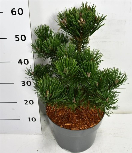 Pinus mugo 'Gnom'