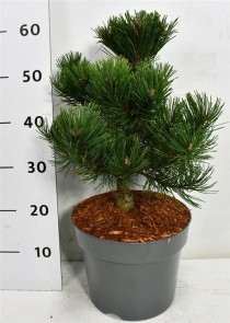 Pinus mugo 'Gnom'