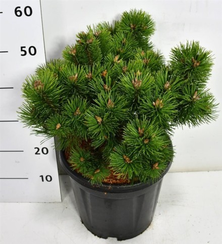 Pinus mugo 