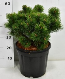 Pinus mugo 