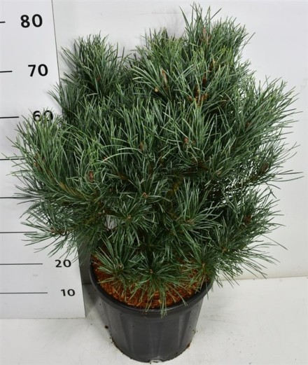 Pinus sylvestris 'Watereri'