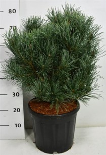 Pinus sylvestris 'Watereri'