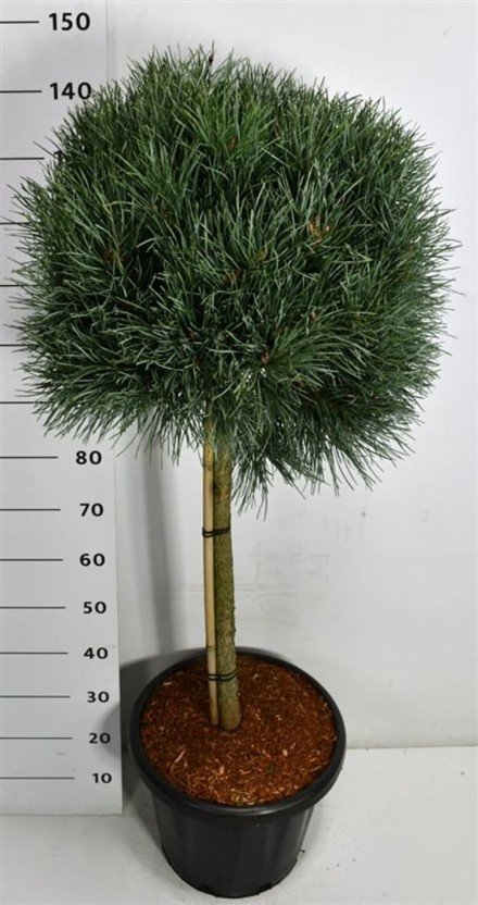 Pinus sylvestris 'Watereri'