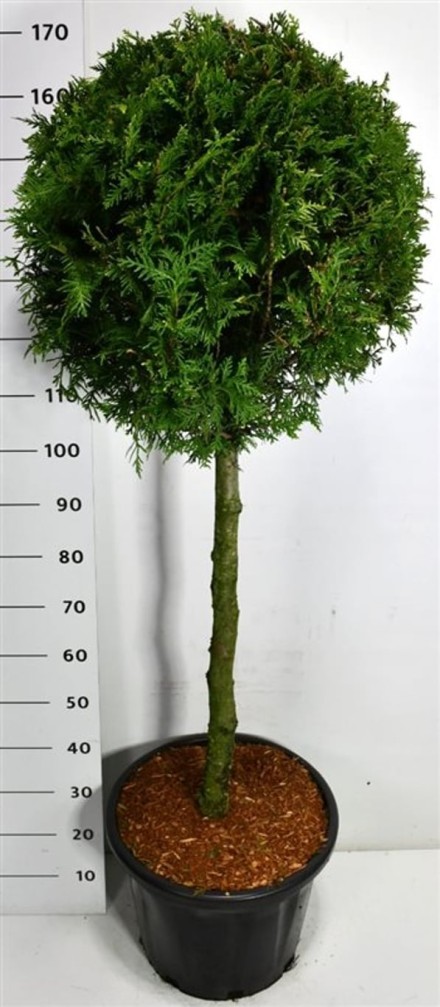 Thuja occ. 'Brabant'