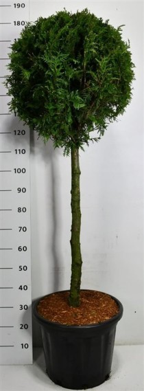 Thuja occ. 'Brabant'