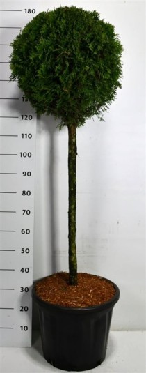 Thuja occ. 'Smaragd'