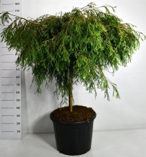 Thuja pl. 'Kager's Beauty'