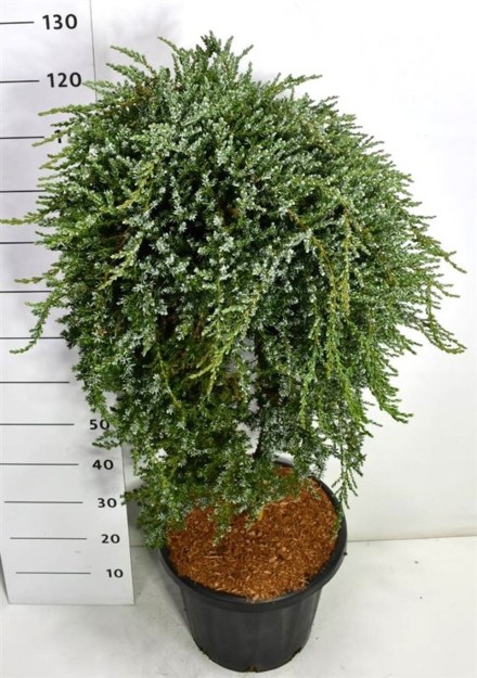 Juniperus communis saxatilis