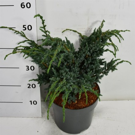 Juniperus squamata 'Meyeri'