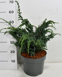 Juniperus squamata 'Meyeri'