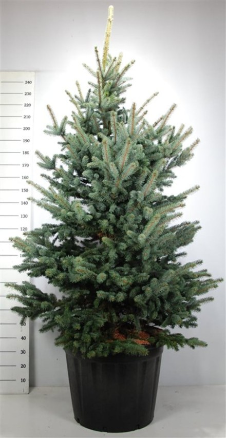 Picea pungens 'Blue Mountain'