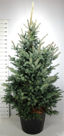 Picea pungens 'Blue Mountain'