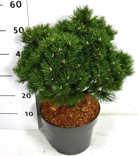 Pinus mugo 'Humpy'