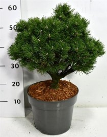 Pinus mugo 'Humpy'