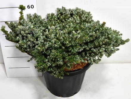 Abies k. 'Kohout's Icebreaker'