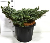 Abies k. 'Kohout's Icebreaker'