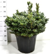 Abies k. 'Kohout's Icebreaker'