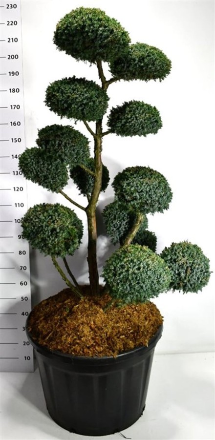 Juniperus chin. 'Blue Alps'