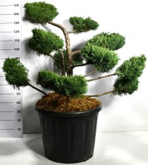 Juniperus pf. 'PfitzerianaCompacta'