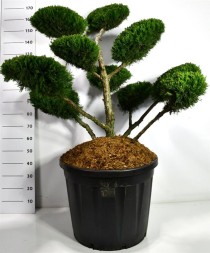 Juniperus pfitzeriana 'Mint Julep'