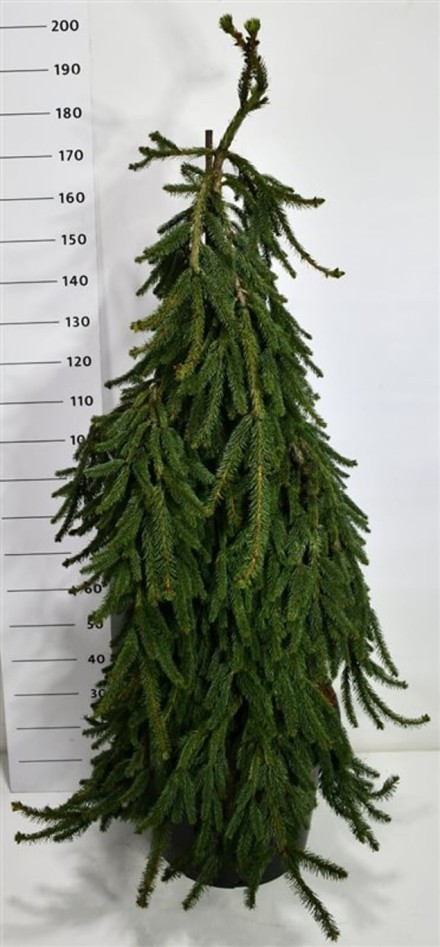 Picea a. 'Inversa'