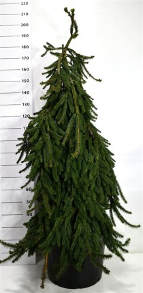 Picea a. 'Inversa'