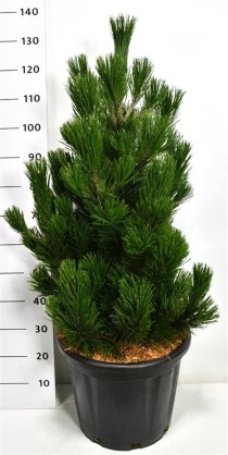 Pinus heldreichii 'Little Dracula'