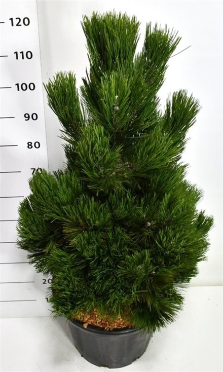 Pinus heldreichii 'Malinki'